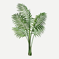 Palm leaf clip art, aesthetic botanical illustration in green, vector collage element