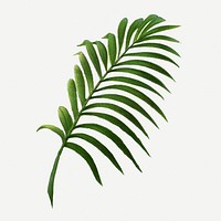 Palm leaf illustration, vintage botanical drawing in green watercolor