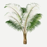 Palm tree clip art, aesthetic botanical illustration in green, vector collage element