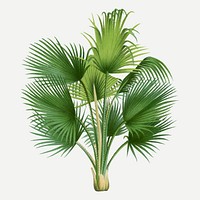 Tropical palm tree sticker, aesthetic botanical illustration in green, vector collage element