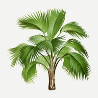 Palm tree clip art, aesthetic botanical illustration in green, vector collage element