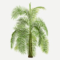 Palm tree clip art, aesthetic botanical illustration in green, vector collage element