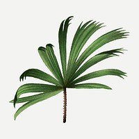 Palm leaf sticker, aesthetic botanical illustration in green, vector collage element