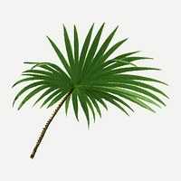 Tropical palm leaf sticker, aesthetic botanical illustration in green, vector collage element