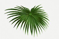 Vintage palm leaf illustration, aesthetic green botanical design, psd collage element