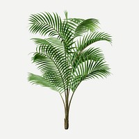 Palm tree clip art, aesthetic botanical illustration in green, vector collage element