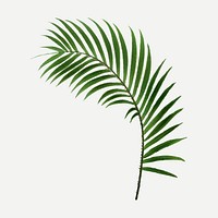 Tropical palm leaf sticker, aesthetic botanical illustration in green, vector collage element