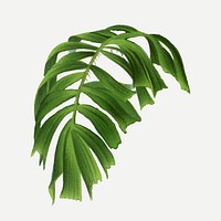 Tropical leaf clip art, aesthetic palm tree illustration, vector collage element