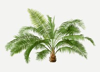 Tropical palm tree sticker, aesthetic botanical illustration in green, vector collage element