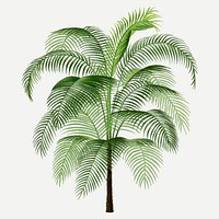 Palm tree clip art, aesthetic botanical illustration in green, vector collage element