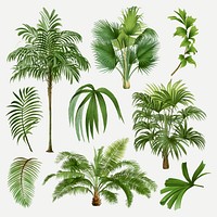 Palm tree clip art, aesthetic botanical illustration, vector collage element set