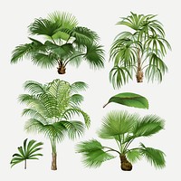 Palm tree clip art, aesthetic botanical illustration, vector collage element set