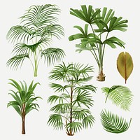 Palm tree clip art, aesthetic botanical illustration, vector collage element set