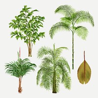 Palm tree clip art, aesthetic botanical illustration, vector collage element set