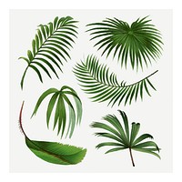 Palm leaf wall art, vintage illustration, remixed from our own original copy of Les Palmiers Histoire Iconographique (1878), illustrated by Oswalde Kerchove de Denterghem