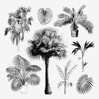 Palm tree clip art, aesthetic botanical illustration, vector collage element set