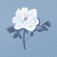 Peony clipart, aesthetic floral & botanical style