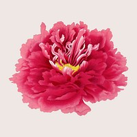 Peony flower clip art, red botanical floral design