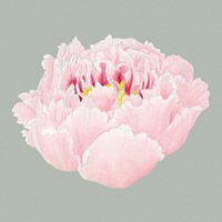 Pink peony clipart, botanical flower illustration