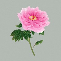 Peony clipart, aesthetic flower clipart, floral & botanical style