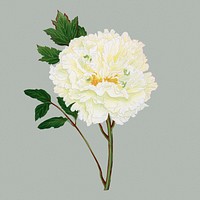 Beautiful peony flower clipart, aesthetic botanical style