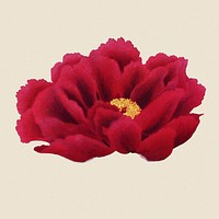 Peony clipart, aesthetic flower clipart, floral & botanical style