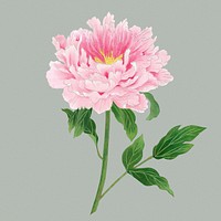 Japanese peony flower clip art, floral clipart