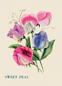 Sweet peas flower illustration, vintage watercolor design, digitally enhanced from our own original copy of The Open Door to Independence (1915) by Thomas E. Hill.
