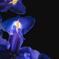 Dutch iris background, design space