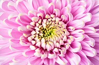 Pink chrysanthemum background, flower macro shot