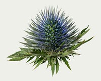 Eryngium deep blue jack, collage element psd