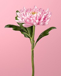 Beautiful blooming pink chrysanthemum flower