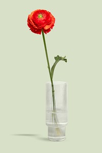 Red ranunculus in glass vase, isolated object design psd
