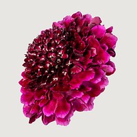 pink scabiosa sweet cherry scoop, collage element psd