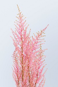 Pink astilbe peach blossom, collage element psd