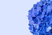 Blue hydrangea background, design space