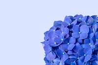 Blue hydrangea flower background, design space