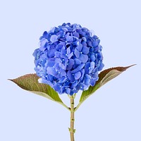 Beautiful blooming blue hydrangea flower