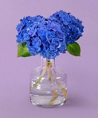 Blue hydrangea in glass vase, flower arrangement, home decor