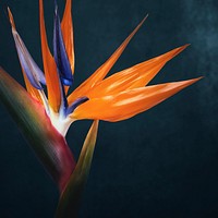 Bird of paradise background, flower macro shot