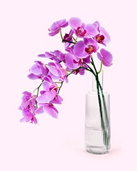 Purple orchid in glass vase, isolated object design psd