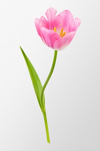 Pink tulip flower background, design space