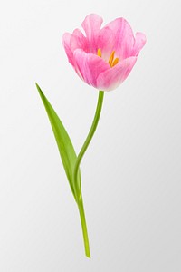 Pink tulip flower, isolated object psd