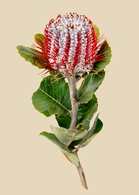 Banksia flower, collage element psd