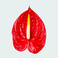 Red anthurium, collage element psd