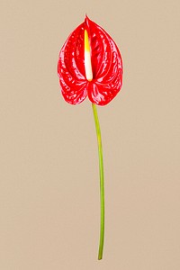 Red laceleaf flower, isolated object psd