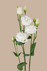 White lisianthus flower, collage element psd