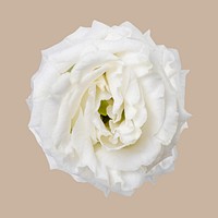 White lisianthus flower, closeup shot