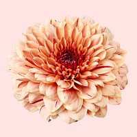 Orange chrysanthemum, collage element psd