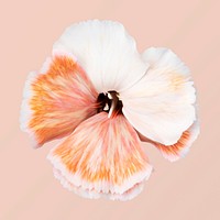 Dianthus flower, collage element psd